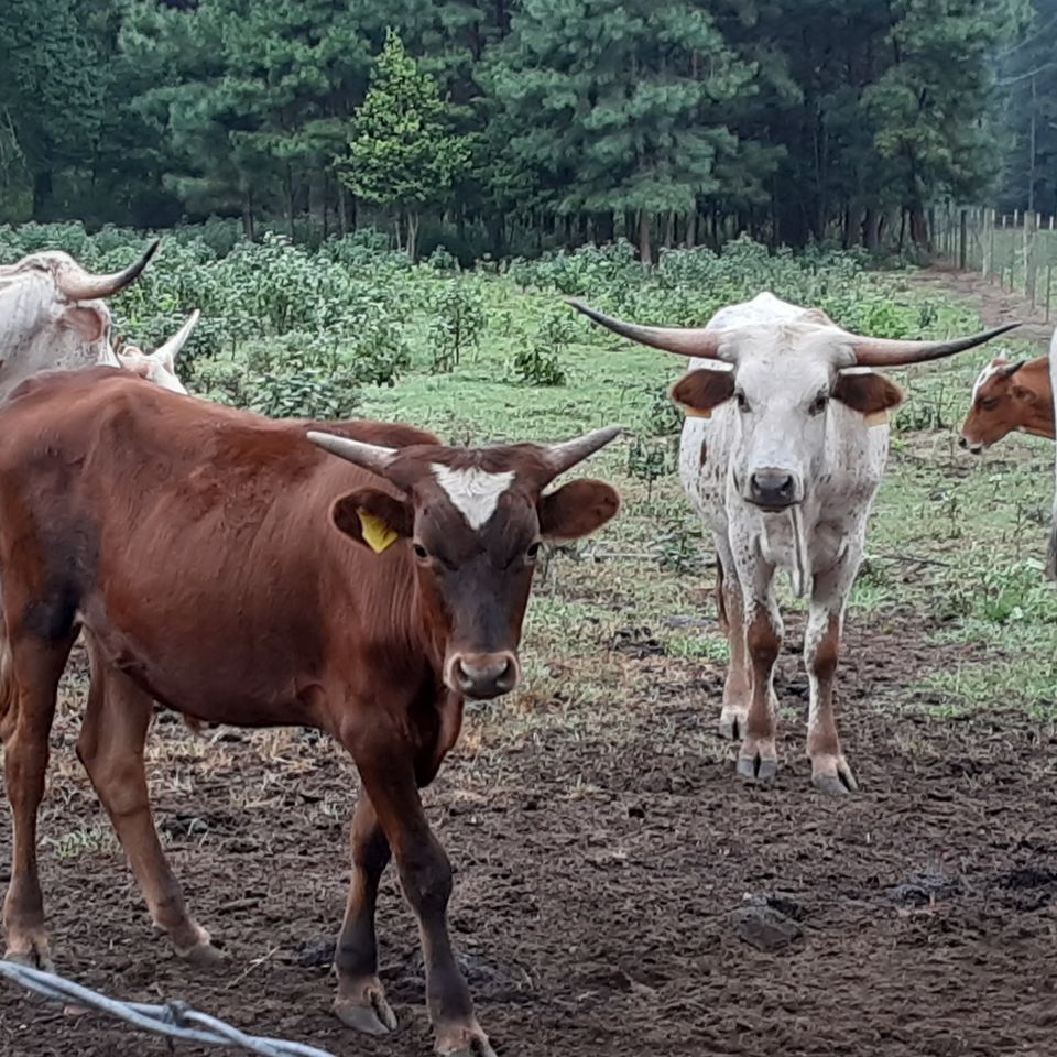 Young longhorns