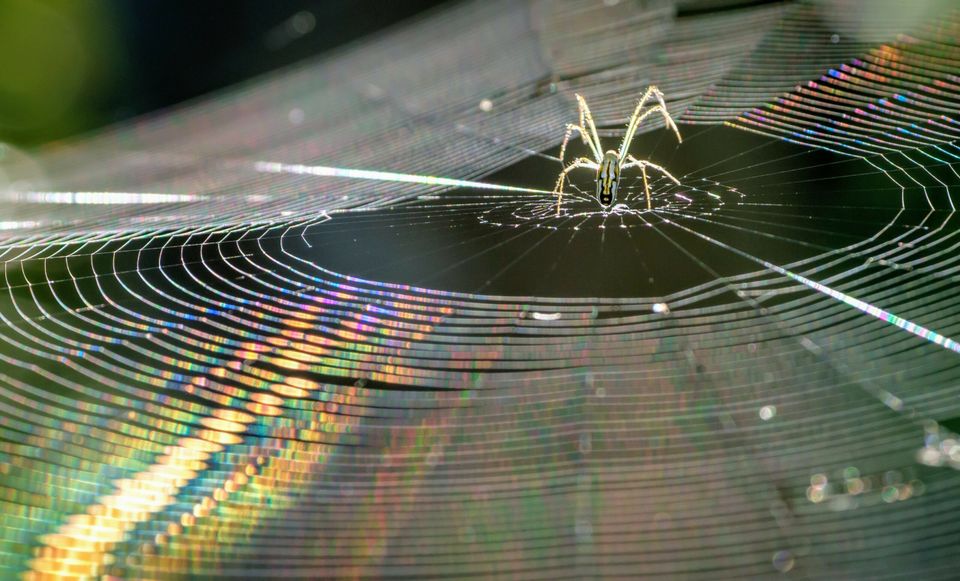 Spider silk scaled