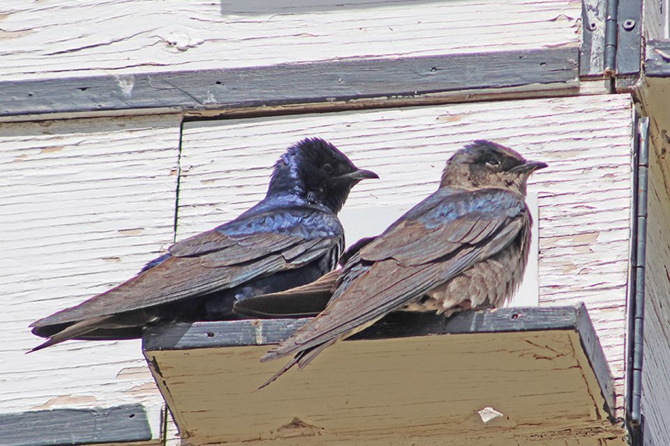 11 city bird
