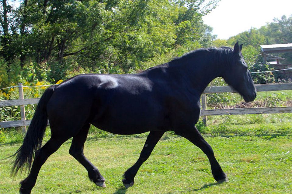 Lea1b2