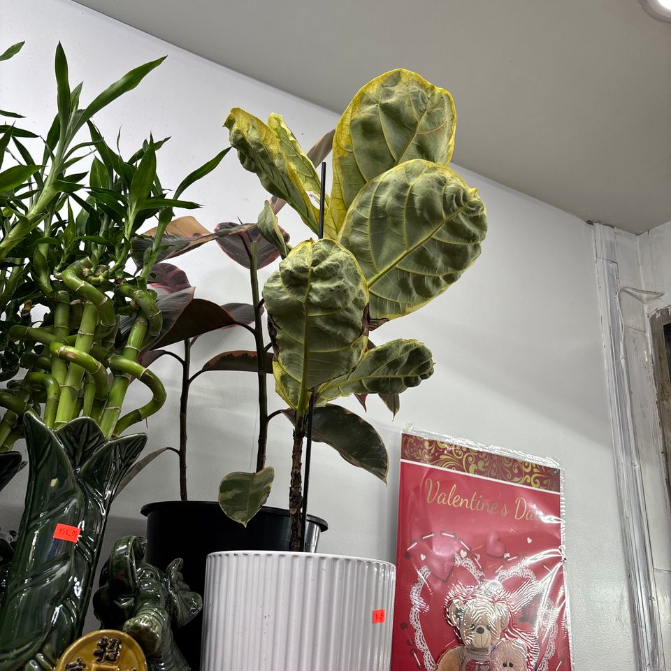 79832264942  1fa853fc 9237 4094 9a49 a2fe20a12c29