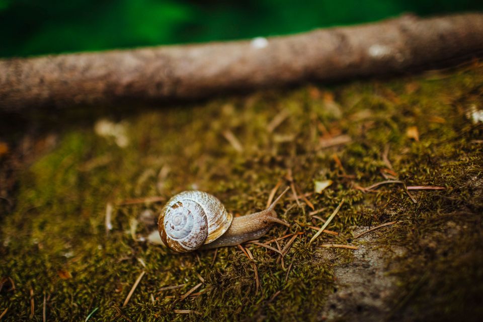 Kimberlymariekimblepnwnaturephotography 5