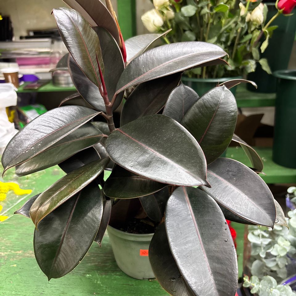 79832190965  700a6b95 0c54 4f6f 828b 16cbf4b34d8f