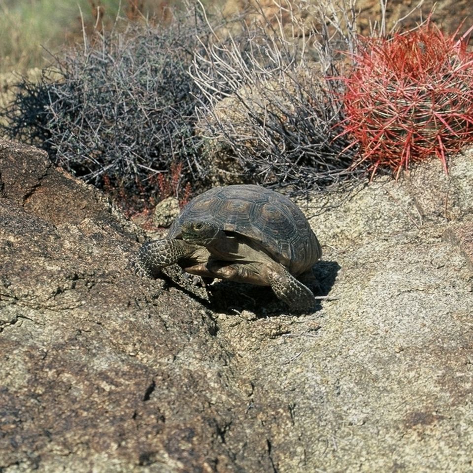 Chuckgraham deserttortoise img04420121203 1864 1hgg7an 0