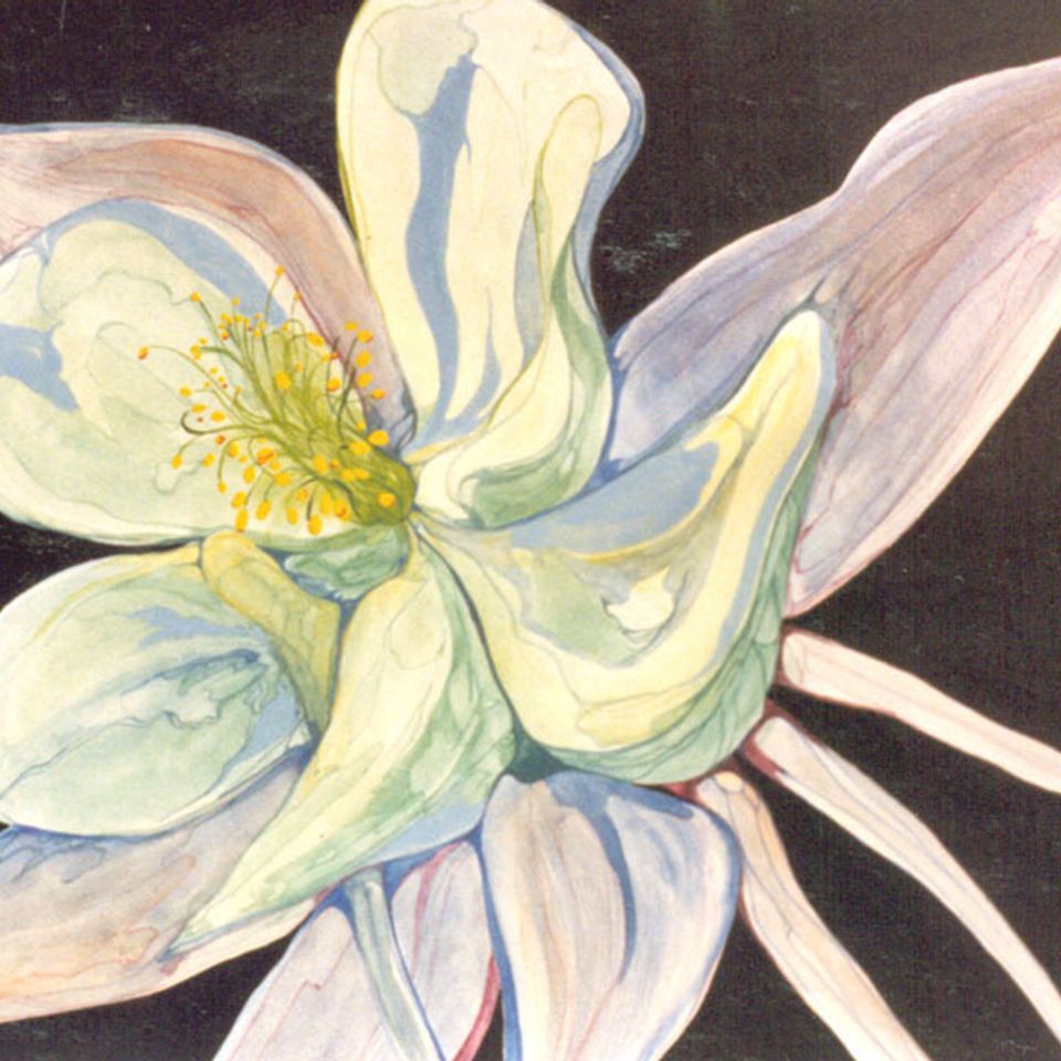 Colorado columbine