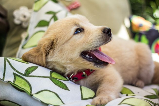 Puppies 57e8d24248 1920