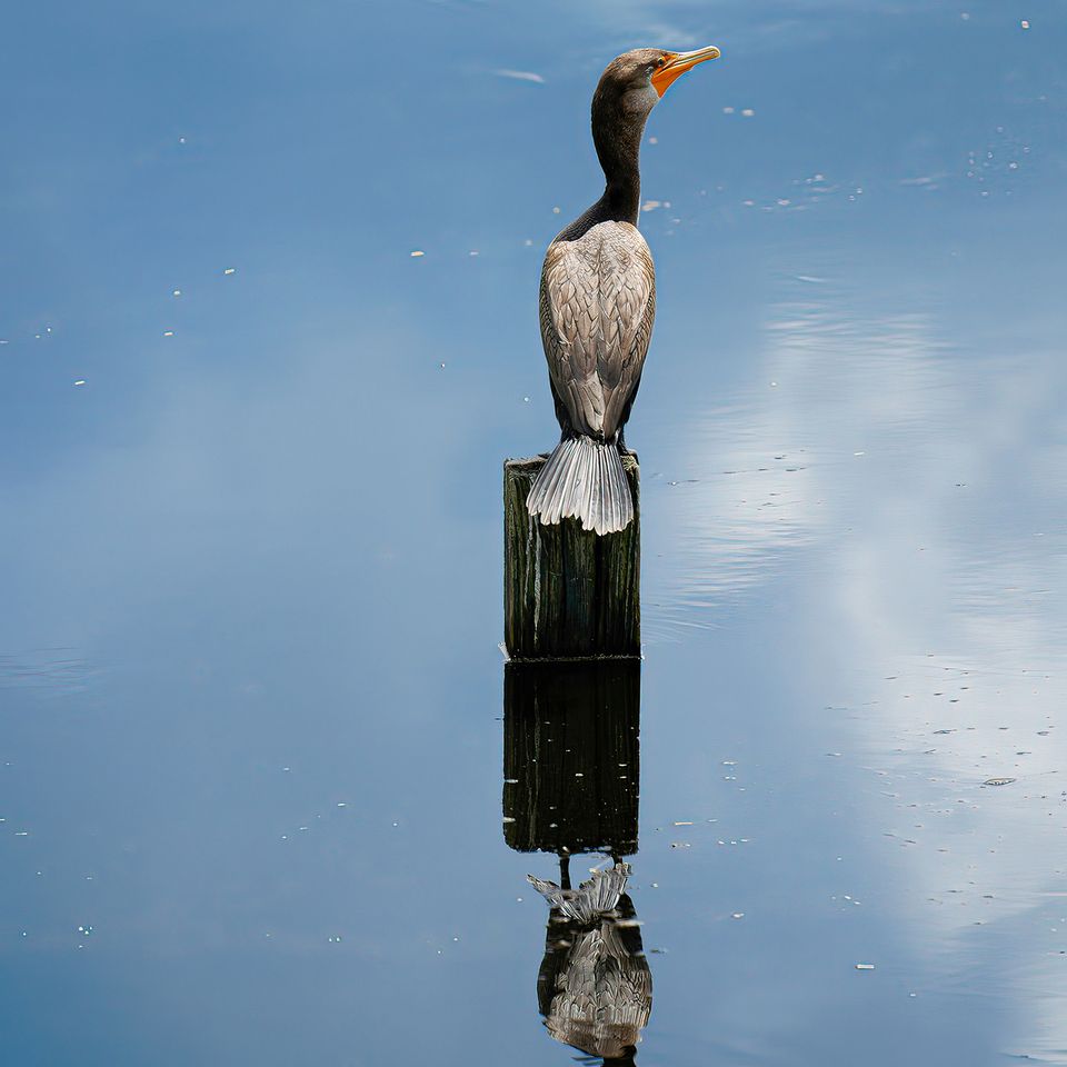 Bird on post keep 1 copy for website