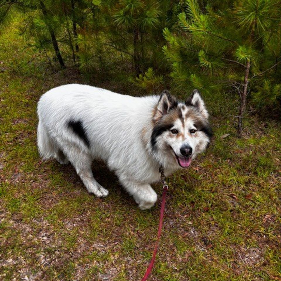 White dog on a walk