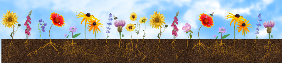 Flower strip   rooted family