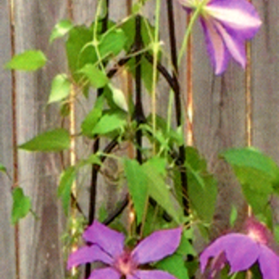 Trellis 5