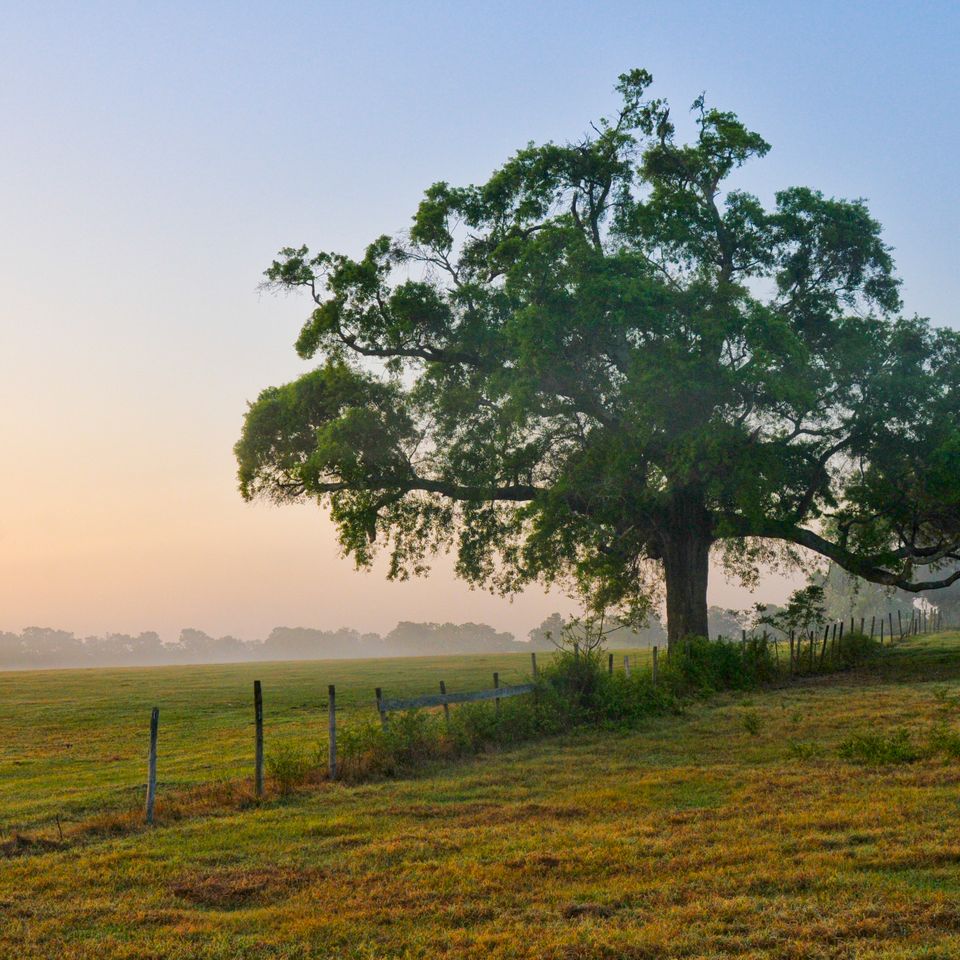 Rc rur early morning field 2 1