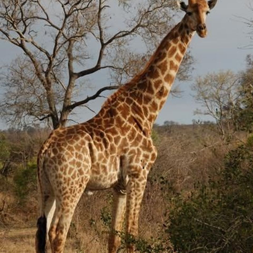 Giraffe