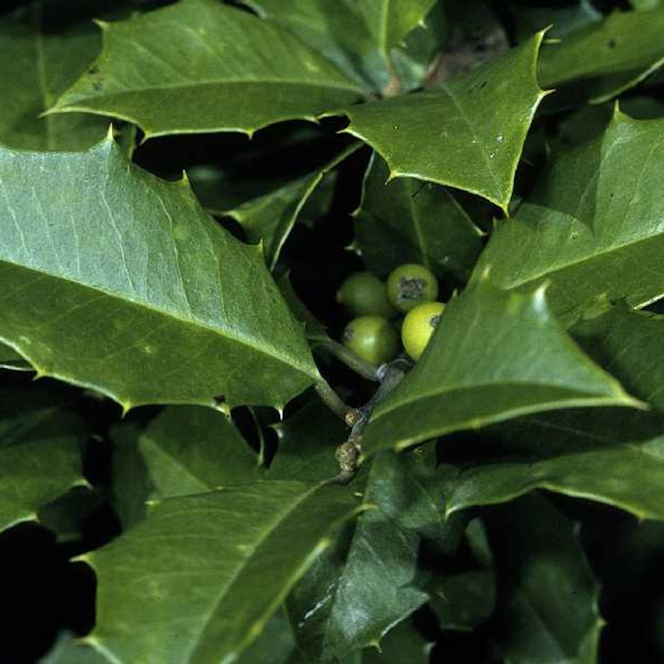 Other species of hollies