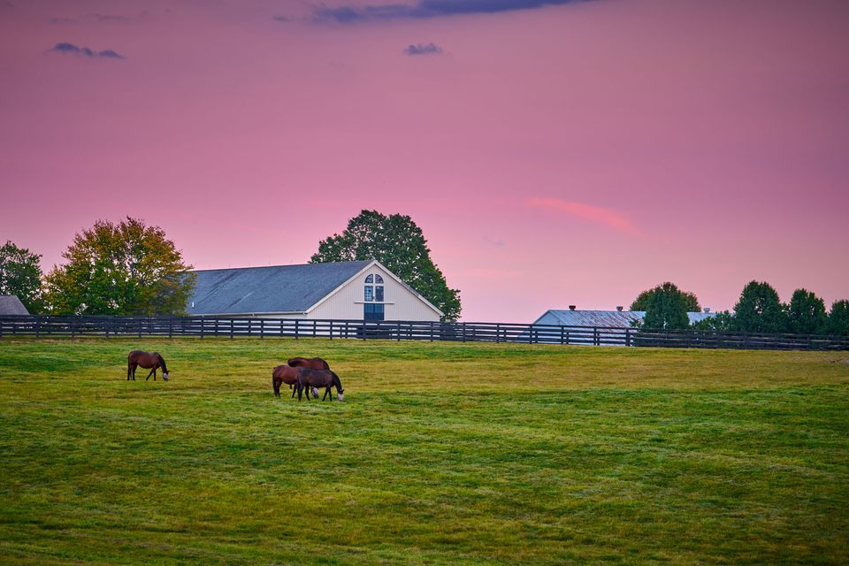 Horse pastures