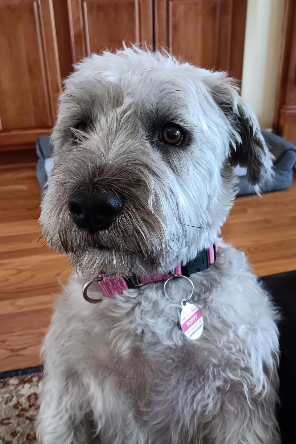 Poppy