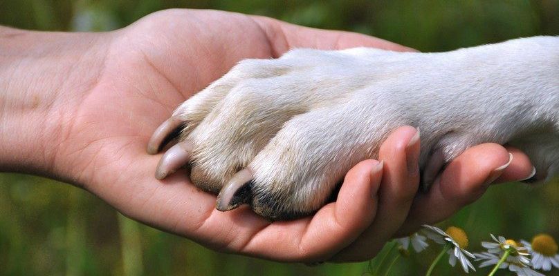 Dog paw problems symptoms 1