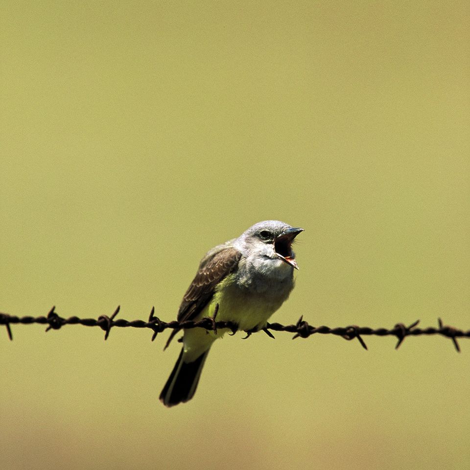 Chuckgraham westernkingbird img05420121211 21833 8g8yki 0