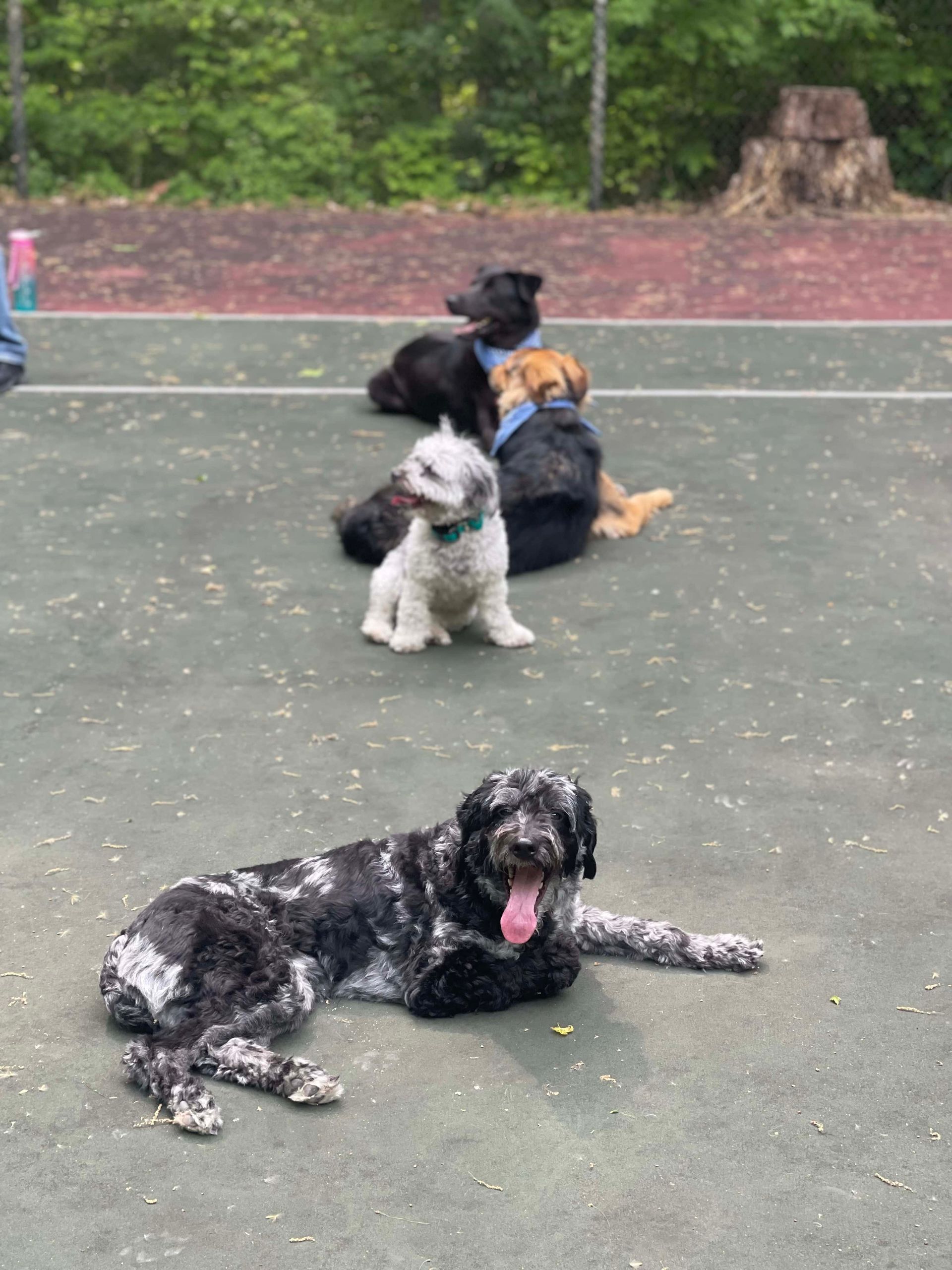 Dog Daycare, InHome Dog Training & Dog Boarding Services near New