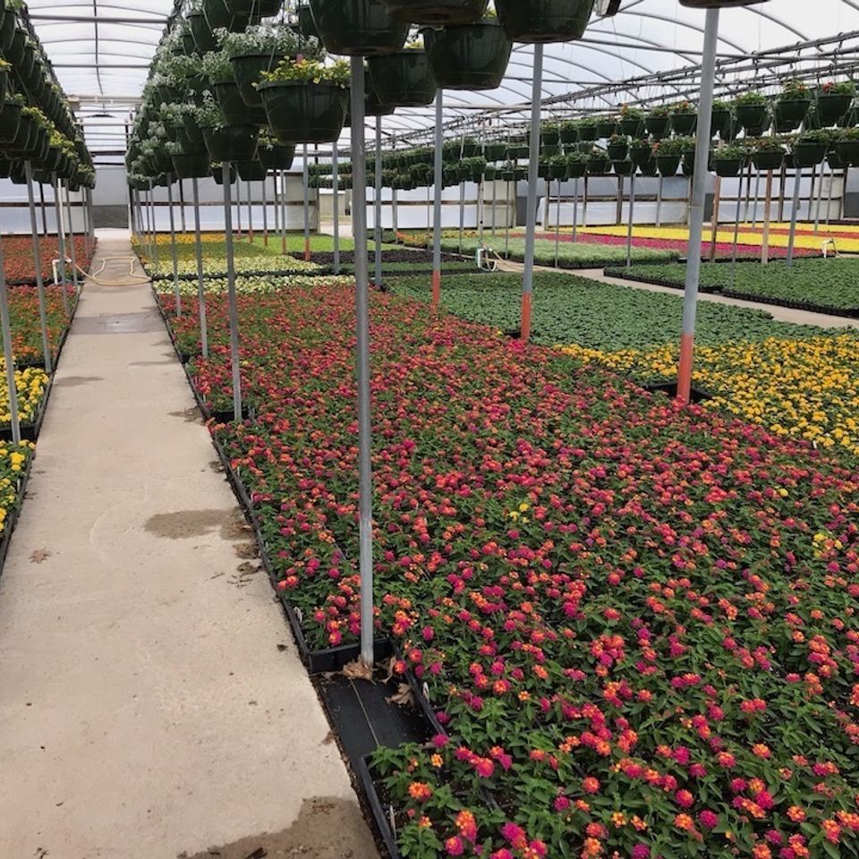 Landscaping solutions   tulsa oklahoma   beautiful plants and flowers from local nurseries   image15