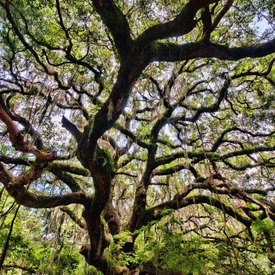 Rc southern oak 1