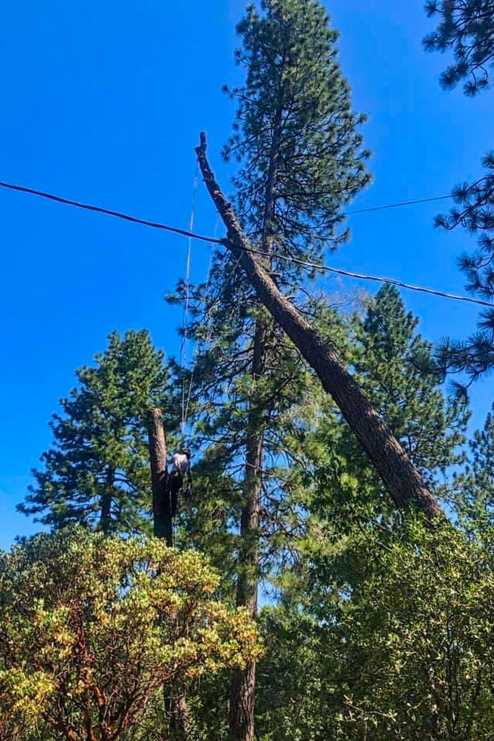 cheap tree removal folsom sacramento 