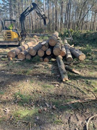 22 trees 5