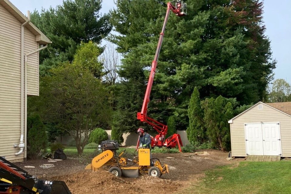 Stump grinding thumbnail img 1626