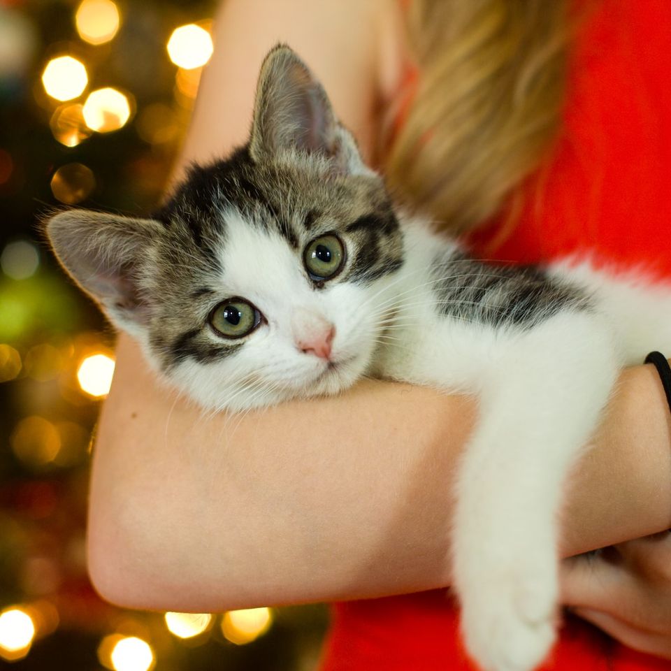 pets Photography