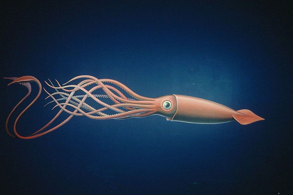Gaint squid 1