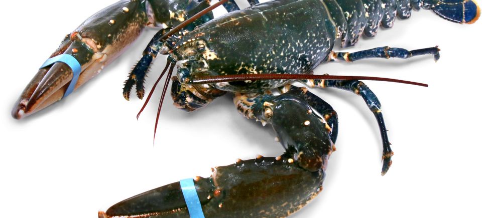 L1
