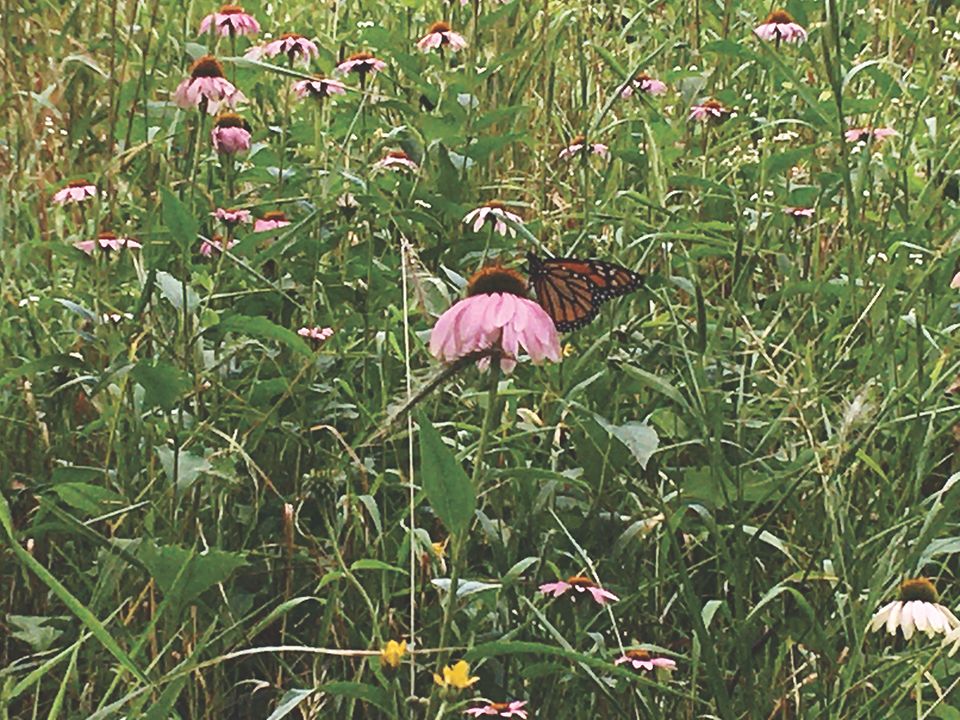 Monarch