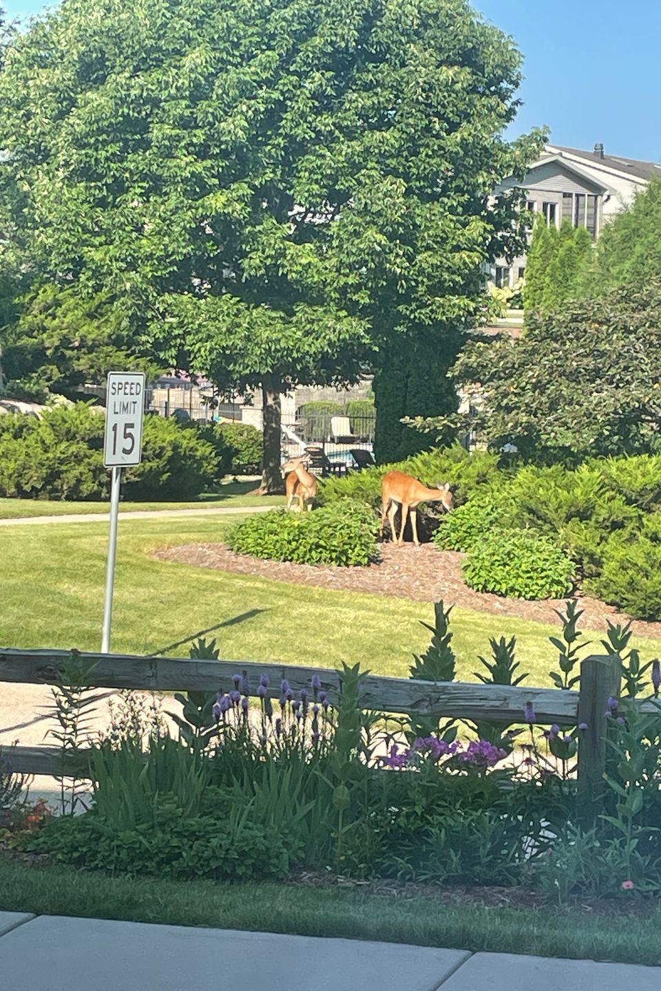 Deer1