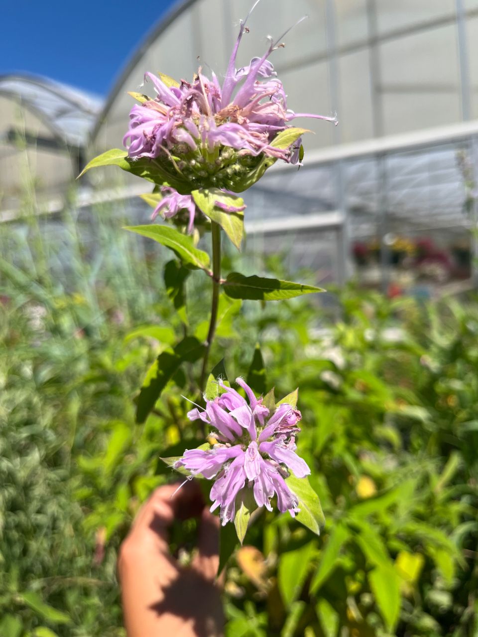 Img 2711