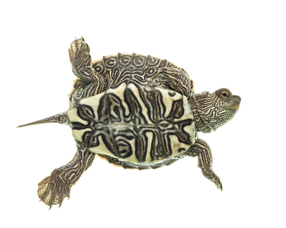 False map turtle sam stukel 2018 5