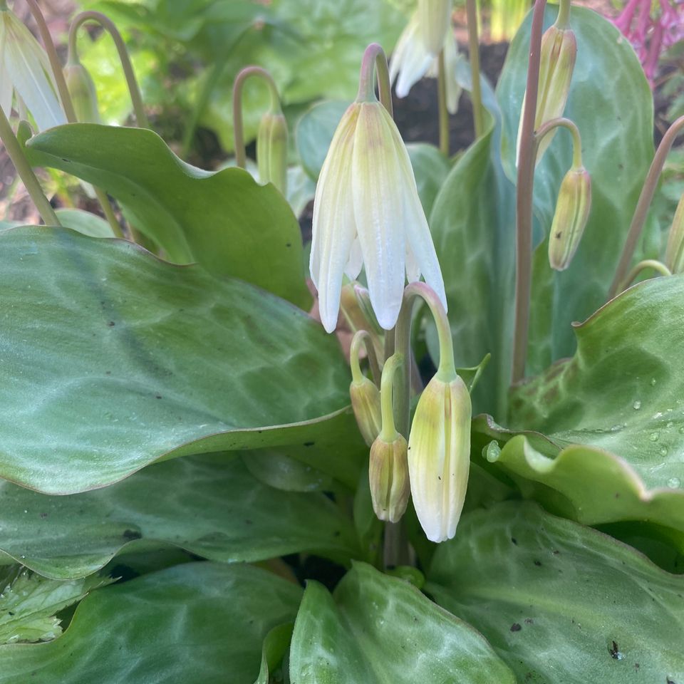 Erythronium ‘White Beauty’ Photo taken by Susan Anthony