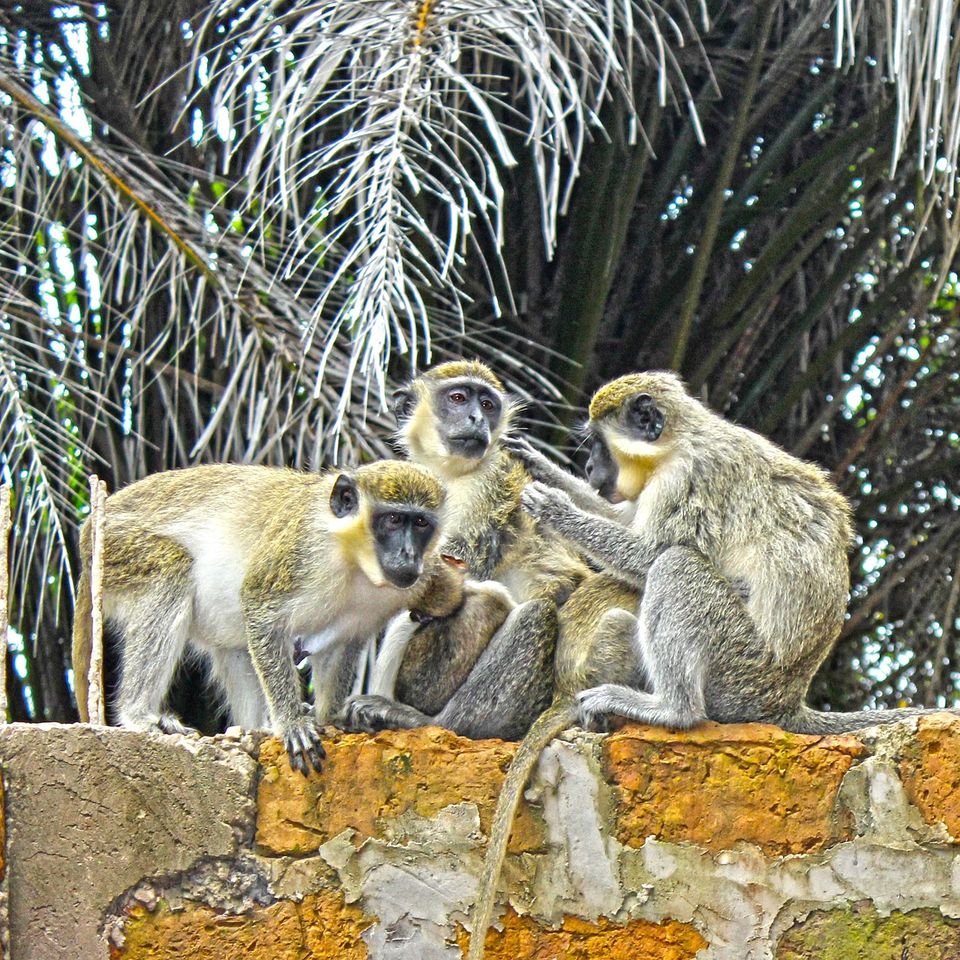 Monkeys g26f8c7109 1920