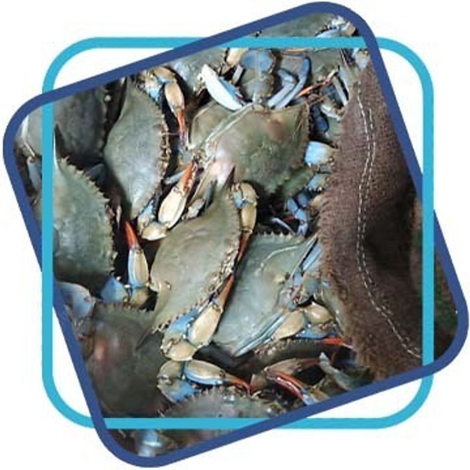 Shellfish square