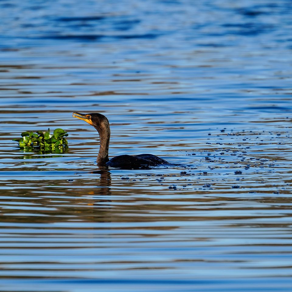Bird on water   website