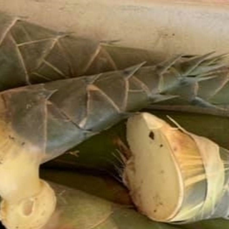 Bamboo shoots