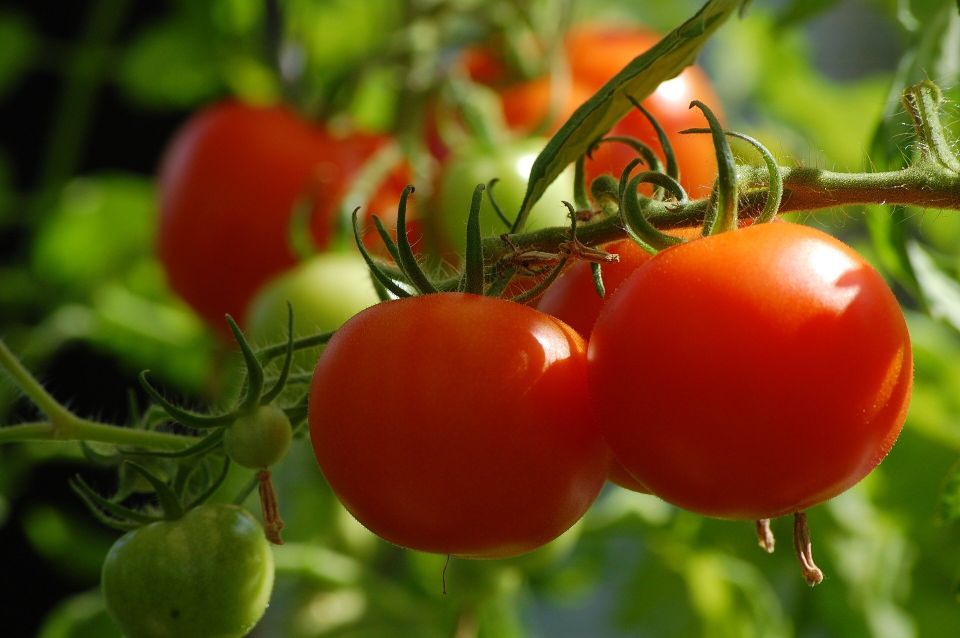 Tomato 54e6d1404d 1920