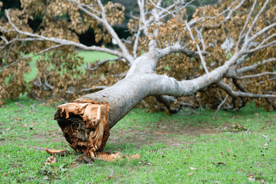 tree removal