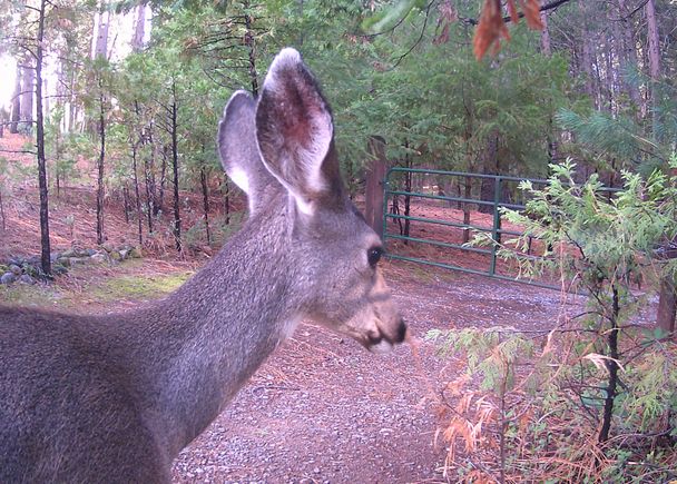 Deerr