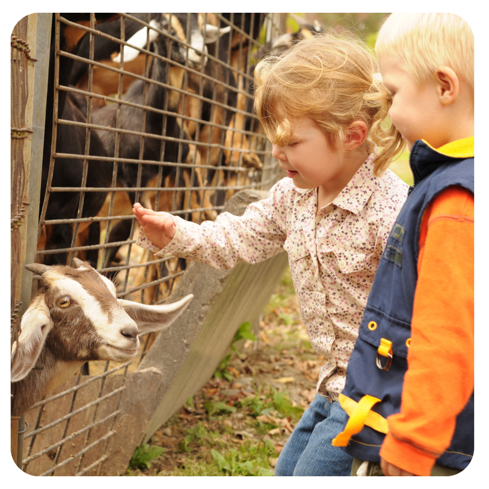 Hhlc summer camp petting zoo