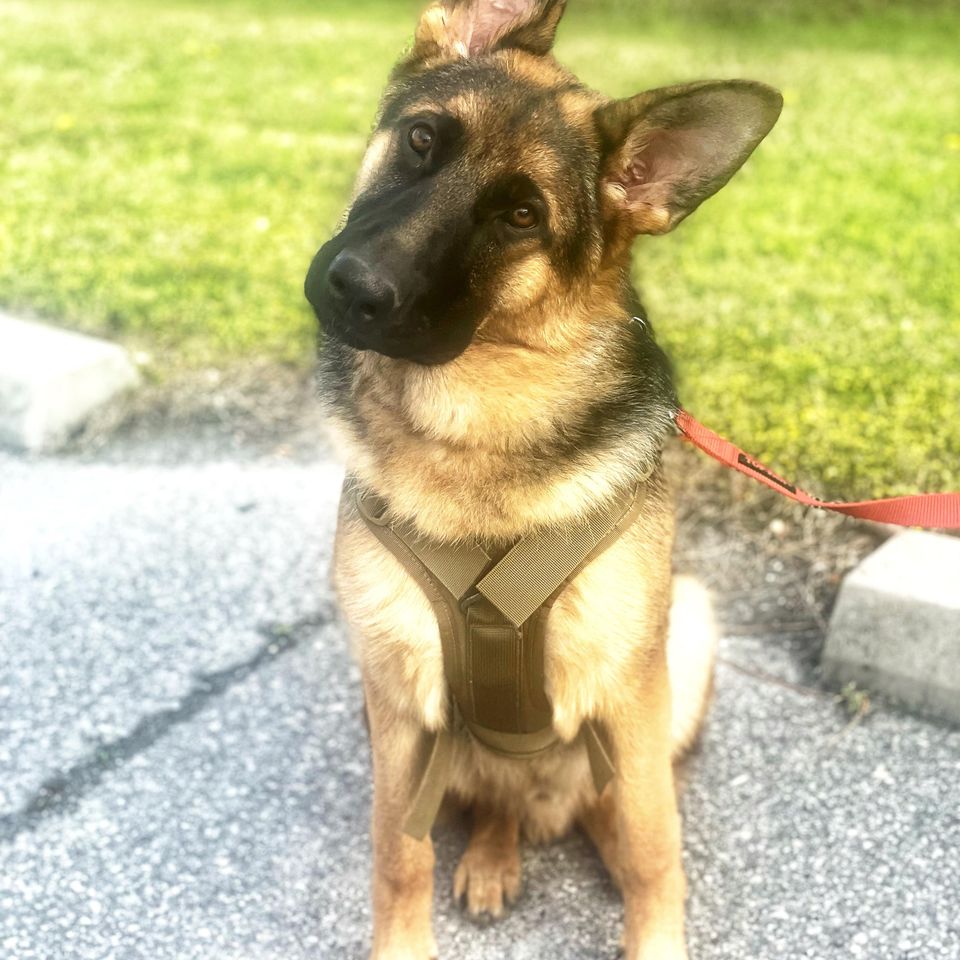 Logan