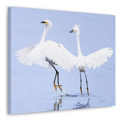 The dancing snoy egrets a stunning image photographed with a canon camera