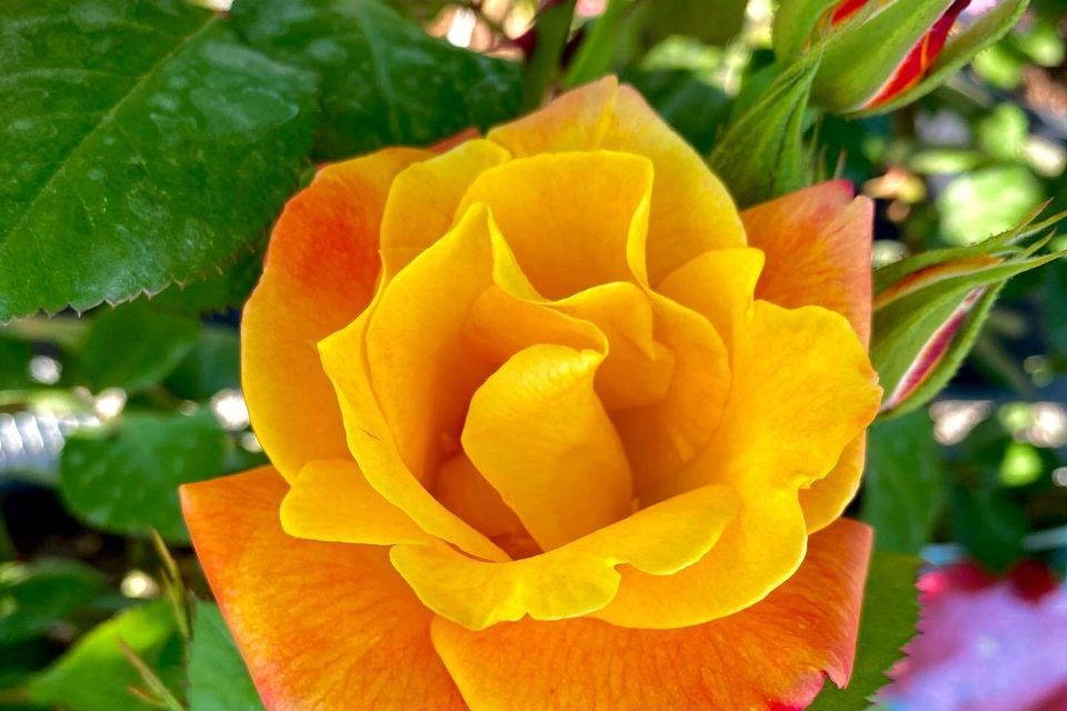 Single rose