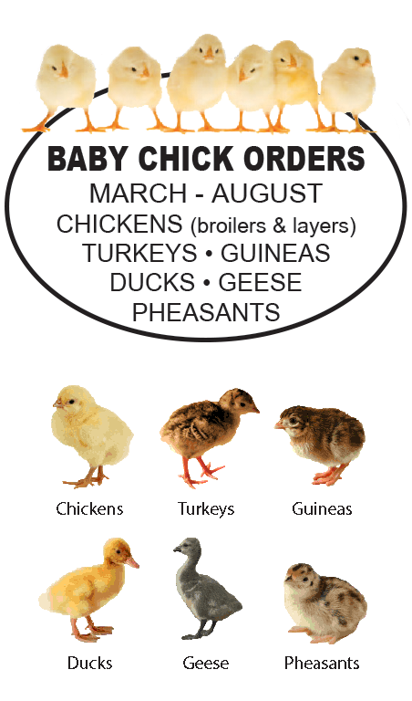 Baby chicks orders