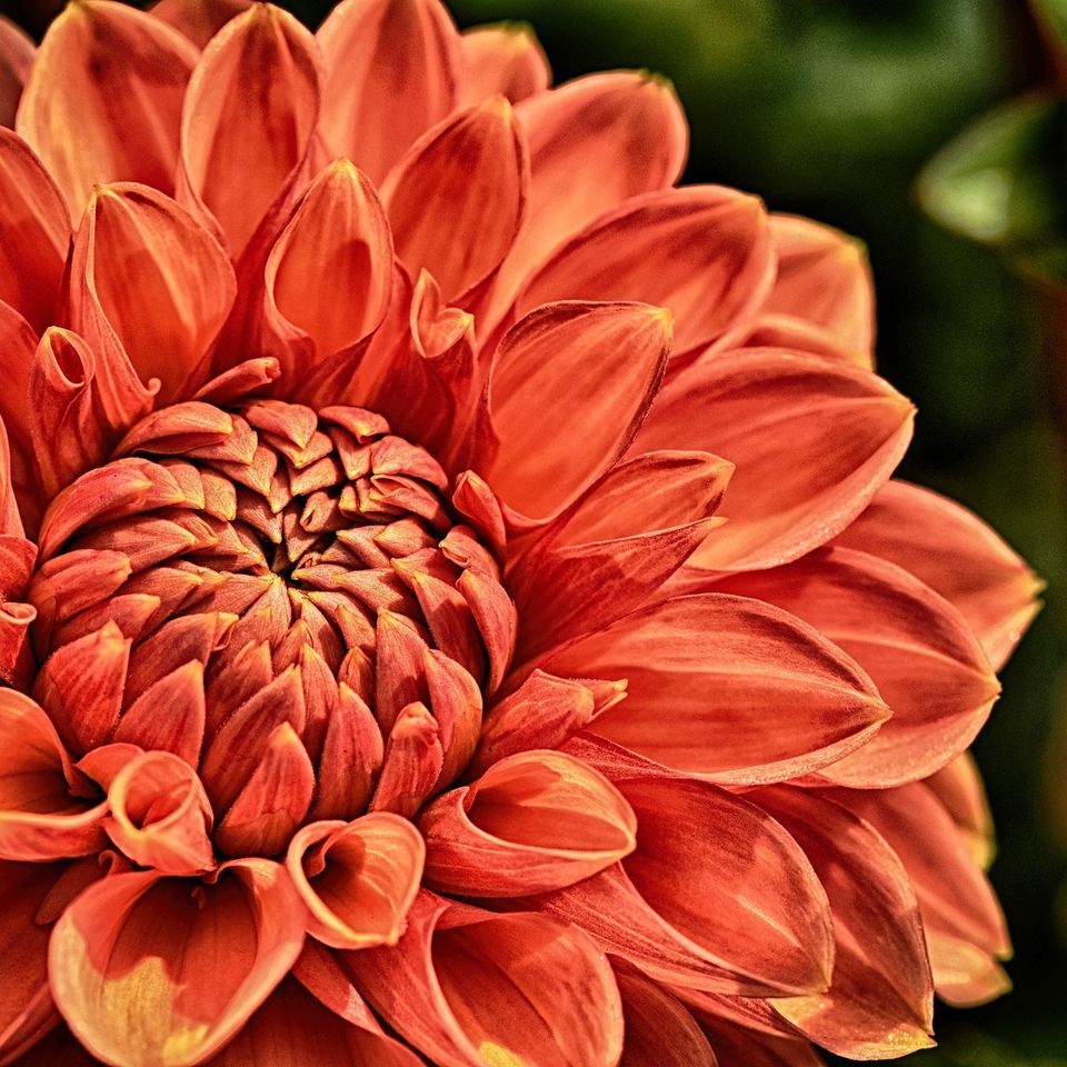 Dahlia ea32b30920 1920