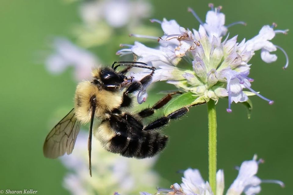 Bumblebee