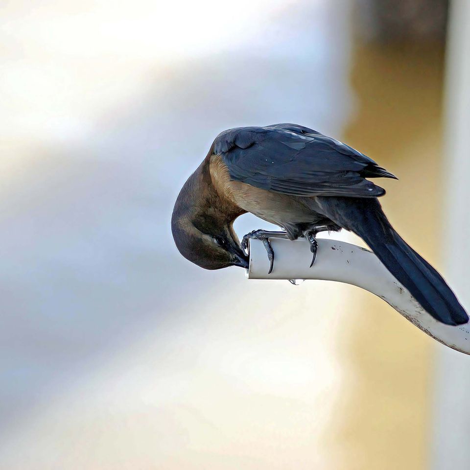 Bird drinking from pipe   website